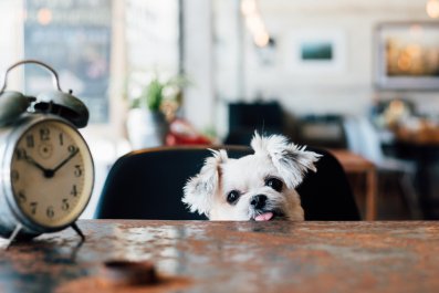 Dog Angry at Owners Ordering Another Drink Past Bedtime Delights Internet