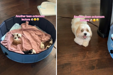 Dog 'Not Warming Up To Motherhood' Gets Hilarious Lecture From Owner