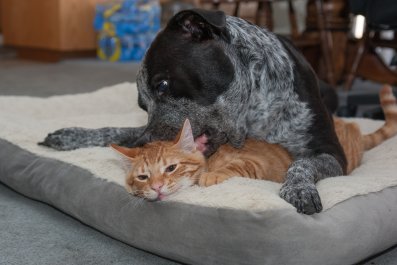 Dog Immediately Accepting Family's New Kitten As 'her baby' melts hearts