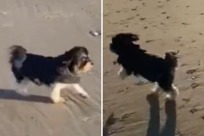 Moment Dog Who Went Blind 7 Years Ago Feels Safe Enough to Run at the Beach