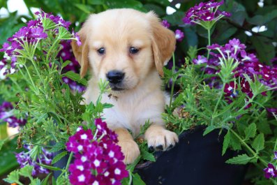 Moment New Owner Picks Up 8-Week-Old Golden Retriever Puppy—'I'm Sobbing'