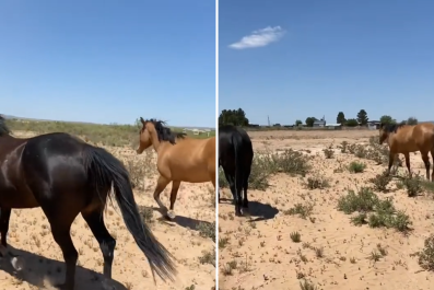 Woman's Horses Escape so She Catches Them With Only Thing She Has—Her Bra