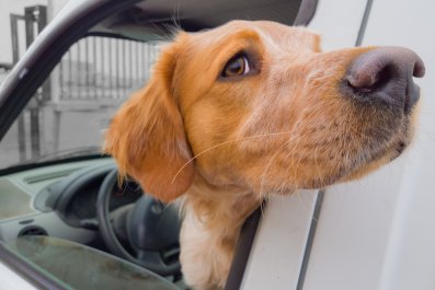 Huge Golden Retriever Has No Idea She's Not a 10-Pound Puppy Anymore