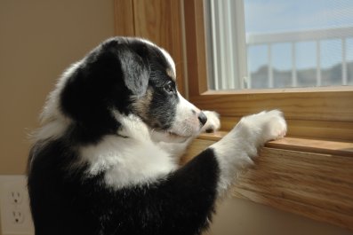 Camera Captures What Puppy Does While Left Alone—'My Heart'