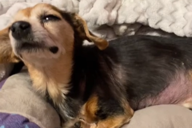 Tears As Senior Dog Battling Illness Lets Her Human Know 'It's Time'