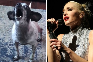 Chihuahua Howling to Gwen Stefani Has Internet Obsessed—'Get Him an Agent'