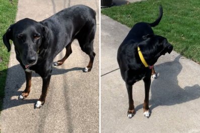 Tears As Dog Finally Gets Own Backyard, Unsure 'What To Do' With Space