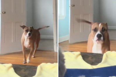 Moment Dog Stealing Teddy Bear, Almost Ruins Woman's Pregnancy Announcement