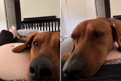 Dog's Reaction to Feeling Unborn Baby Kick Leaves Owner in Tears