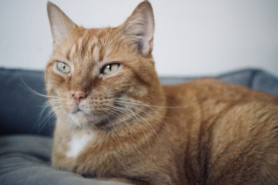 Cat Who Cries When 'Not Involved in Everything' Has Internet in Stitches