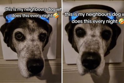 Disbelief at Where Woman Finds Neighbor's Dog: 'Does This Every Night'