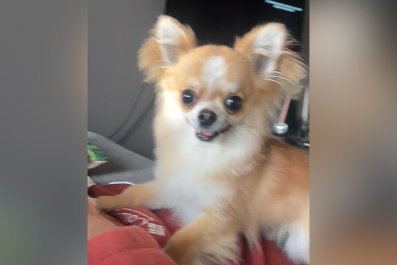 Chihuahua Owner Can't Finish Sentence Before Puppy Explodes With Excitement