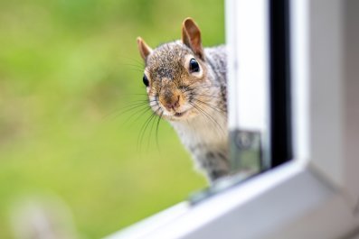 Squirrel Who Has Disrupted Woman's Privacy For Years Delights Internet