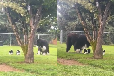 Sweet Moment Newfoundland Gets Caught Playing With Puppies: 'Token Uncle'