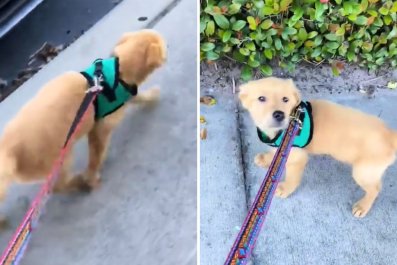 Woman on Vacation 'Coming Home ASAP' After Pet Sitter Sends Video of Puppy