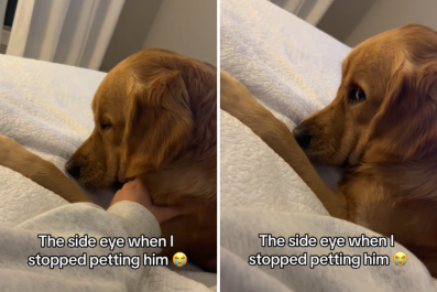 Dog's Side Eye When Owner Stops Petting Him Leaves Internet In Stitches