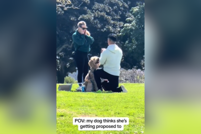 Hysterics As Dog Thinks Park Proposal Is for Her: 'Just Stole Her Moment'