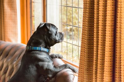 Dog Bringing Toys to Window During Parade Melts Hearts