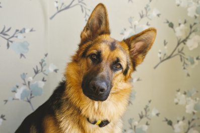 Senior Dog Doing Regular Rounds at Home Checking on Owner Melts Hearts