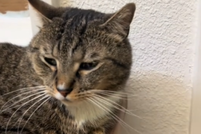 Cat Dumped at Shelter 'Scared and Confused' After Having a Family for Years