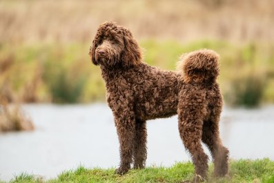 Bernedoodle Has Shocking Reaction to Hearing Harmonica for the First Time