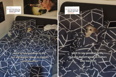 Dog Hilariously Refuses to Speak to 'Traitors' Who Left Her Alone in Bed