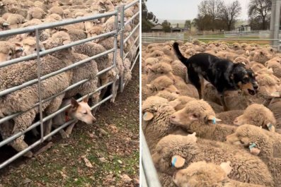 'House Pet' Desperately Tries to Help Working Dogs Herd SheepâIt Backfires