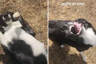 Watch 'Guilty as Ever' Dog Pull Out All the Stops To Try and Distract Owner