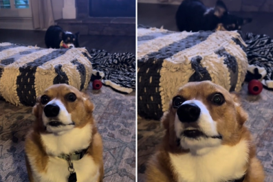 Corgi Who Has 'Had Enough' of Sister Has Internet in Stitches