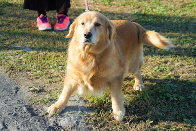 Dog Refusing To Move After Surprising Find During Walk Delights Internet