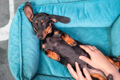 Dachshund Puppy's 'Favorite Game' With Owner Has Internet in Stitches