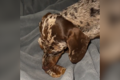 Dachshund Puppy Who 'Isn't Hungry' Hides Bone in Worst Place Possible