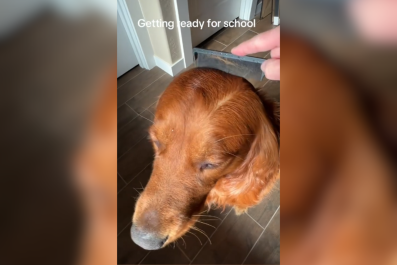 Laughter as Woman Gets Golden Retriever Looking Extra Handsome for 'School'