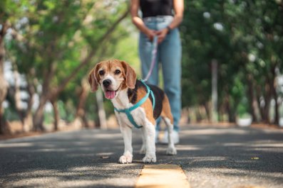 Beagle's Reaction to Seeing Owner's Car at Daycare Melts Hearts