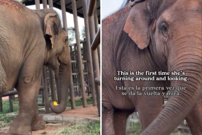 Moment Elephant Is Rescued After 24 Years in a Concrete Cage Melts Hearts