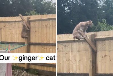 Woman Installs 'Safety' Fence in Backyard, Ginger Cat Has Other Ideas