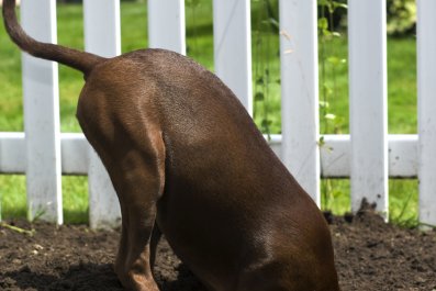 Internet Defends 'Bad Dog' Who Brings Unwanted Surprise for Owner