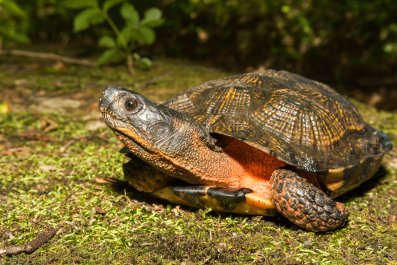 Turtle Gets Comfy in Woman's Backyard, Unprepared for What Happens Next