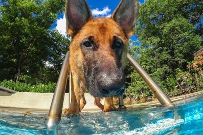 Dog Who Loves Swimming Finally Gets Backyard Pool: 'Living His Best Life'