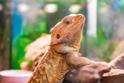 Man Makes Pest Control Redundant Thanks To Bearded Dragon: 'Left No Crumbs'