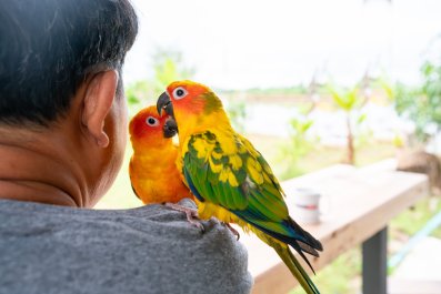 Man's Pet Bird Feeds Him Chips on the Couch, Is Living Internet's 'Dream'