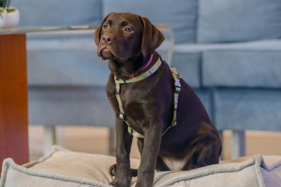 Owners Buy Labrador Puppy, Shocked by the Dog's Full-Grown Size