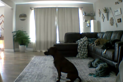 Pet Cam Captures Dog Hilariously Taking Song Lyrics a Little Too Literally