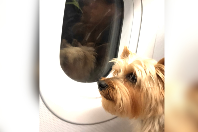 Dogs Are Getting Their Own Airline