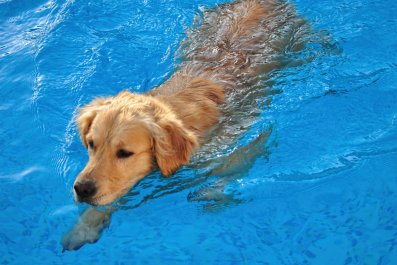 Golden Retriever's Trick to Get Owner in Pool Goes Viralâ'Prankster'