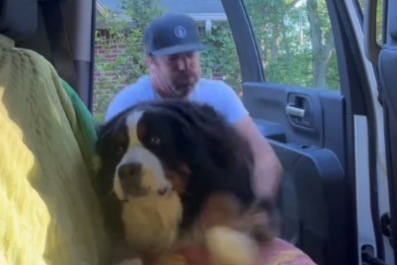 Bernese Mountain Dog's Backbreaking Method for Getting Into Car: 'Spoiled'