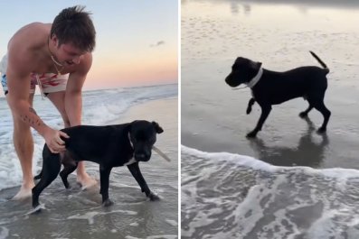 Dog's First Time at the Beach Doesn't Go As Owner Anticipated