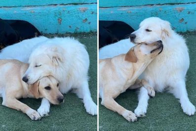 Man Told His 'Dog Didn't Want to Leave Daycare'âPhotos Reveal Why