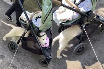 Golden Retriever Finds Hilarious Way to Use Baby Stroller to His Advantage