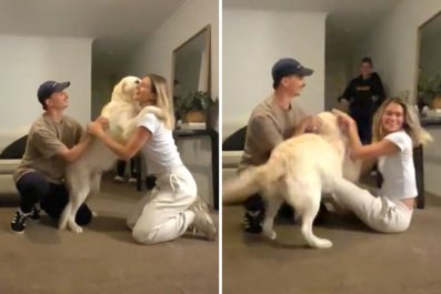 Watch How Golden Retriever Reacts to Owner's Return After a Month Away